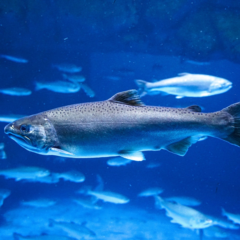 Close,Up,Salmon,Fish,In,Aquarium,Yokohama,,Japan.